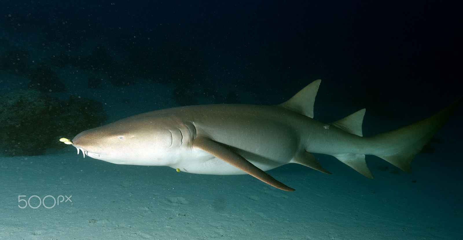 Nikon AF-S Nikkor 16-35mm F4G ED VR sample photo. Diving with mantas and sharks photography