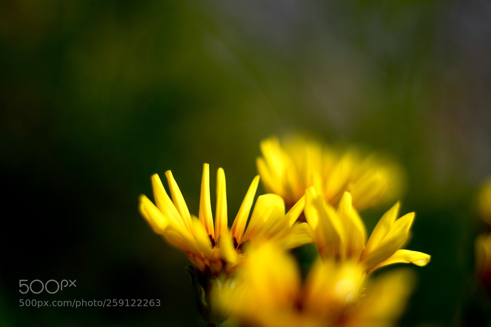 Canon EOS 80D sample photo. Yellowflower photography