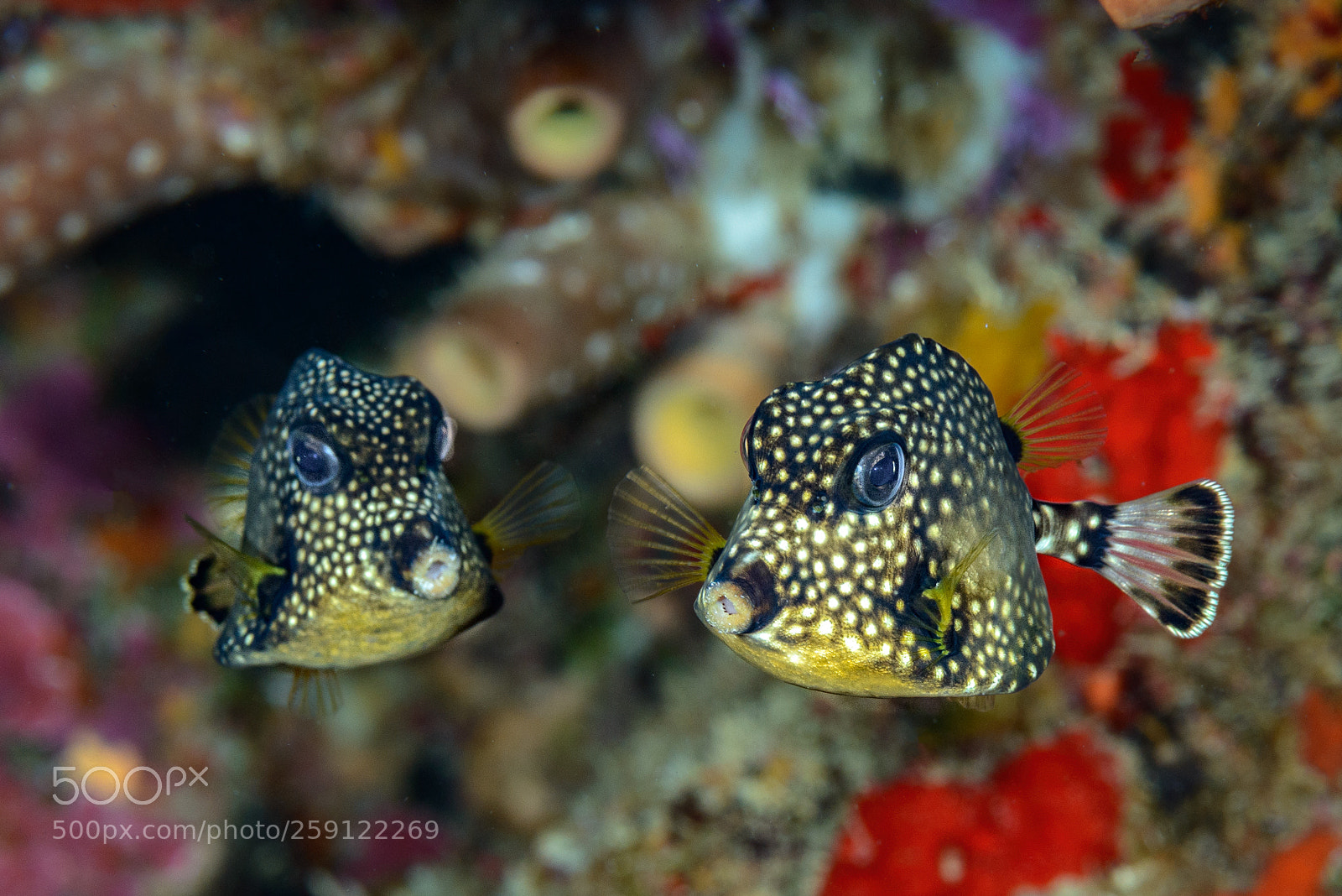 Nikon D800 sample photo. Pair of smooth trunkfishes photography