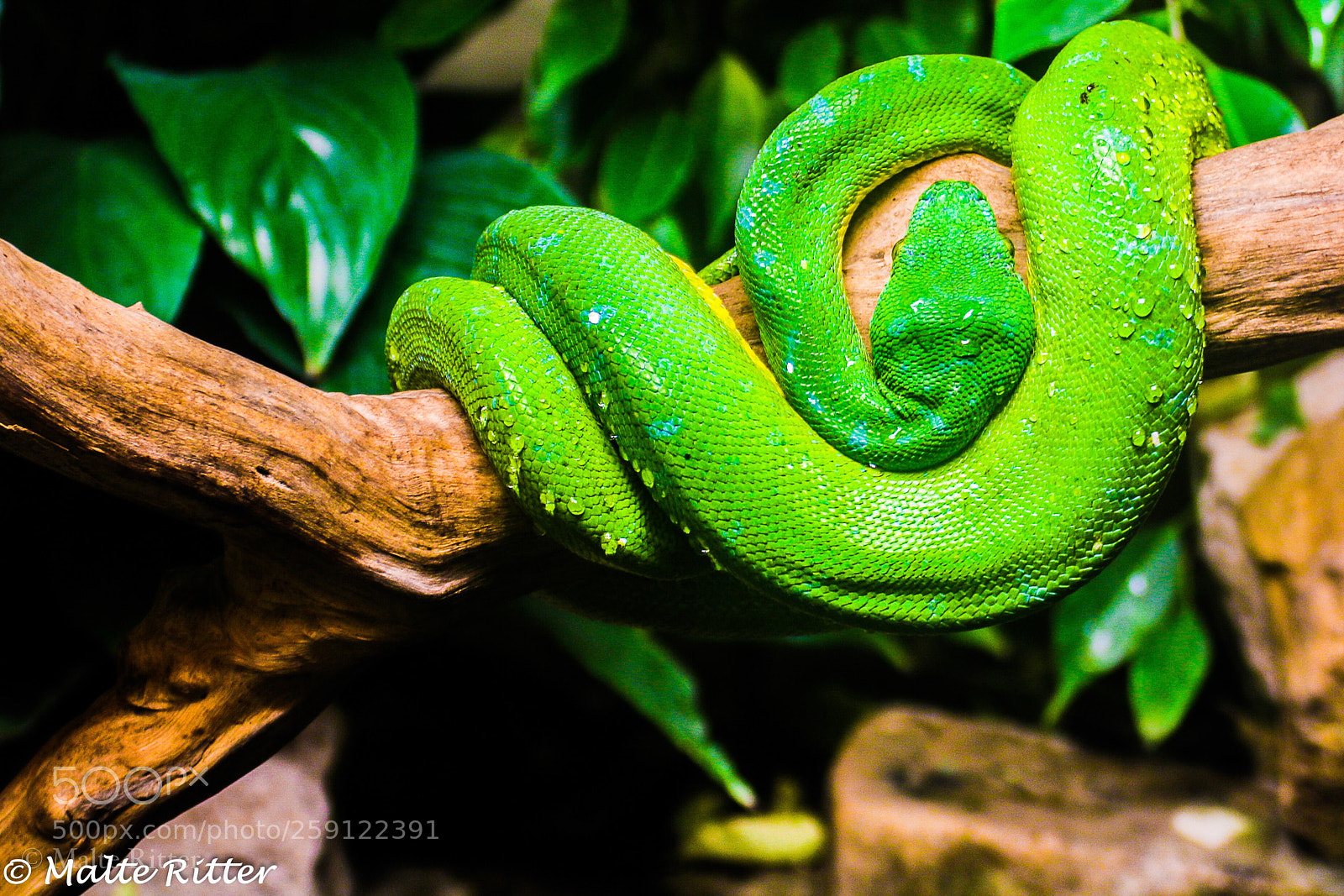 Canon EOS 70D sample photo. Python  photography