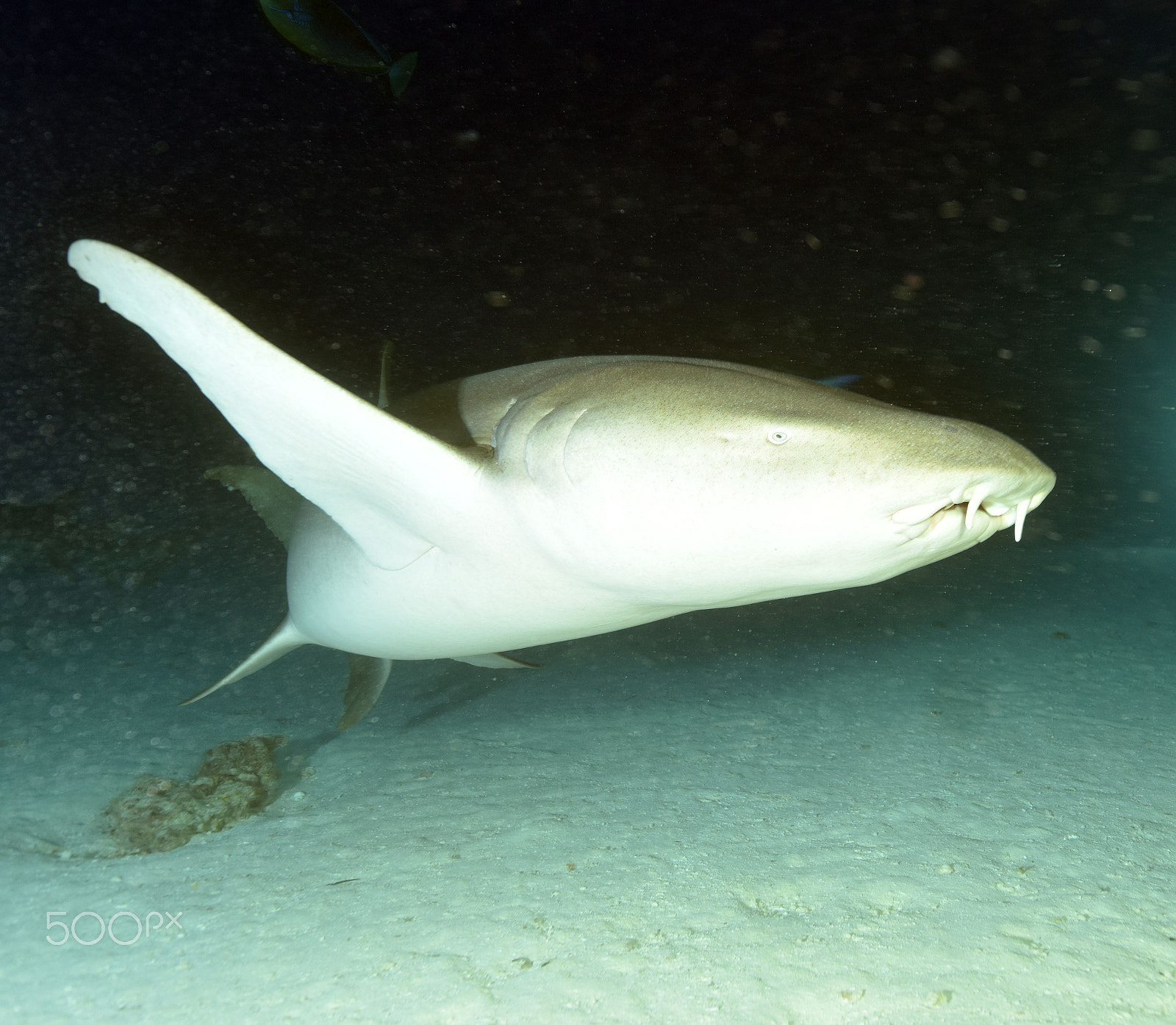 Nikon D810 sample photo. Diving with mantas and sharks photography