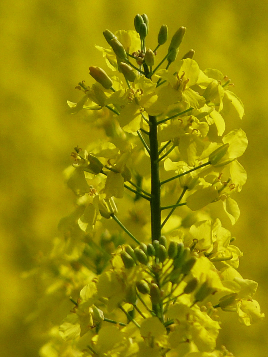 Panasonic Lumix DMC-FZ40 (Lumix DMC-FZ45) sample photo. Once again rape flowers photography