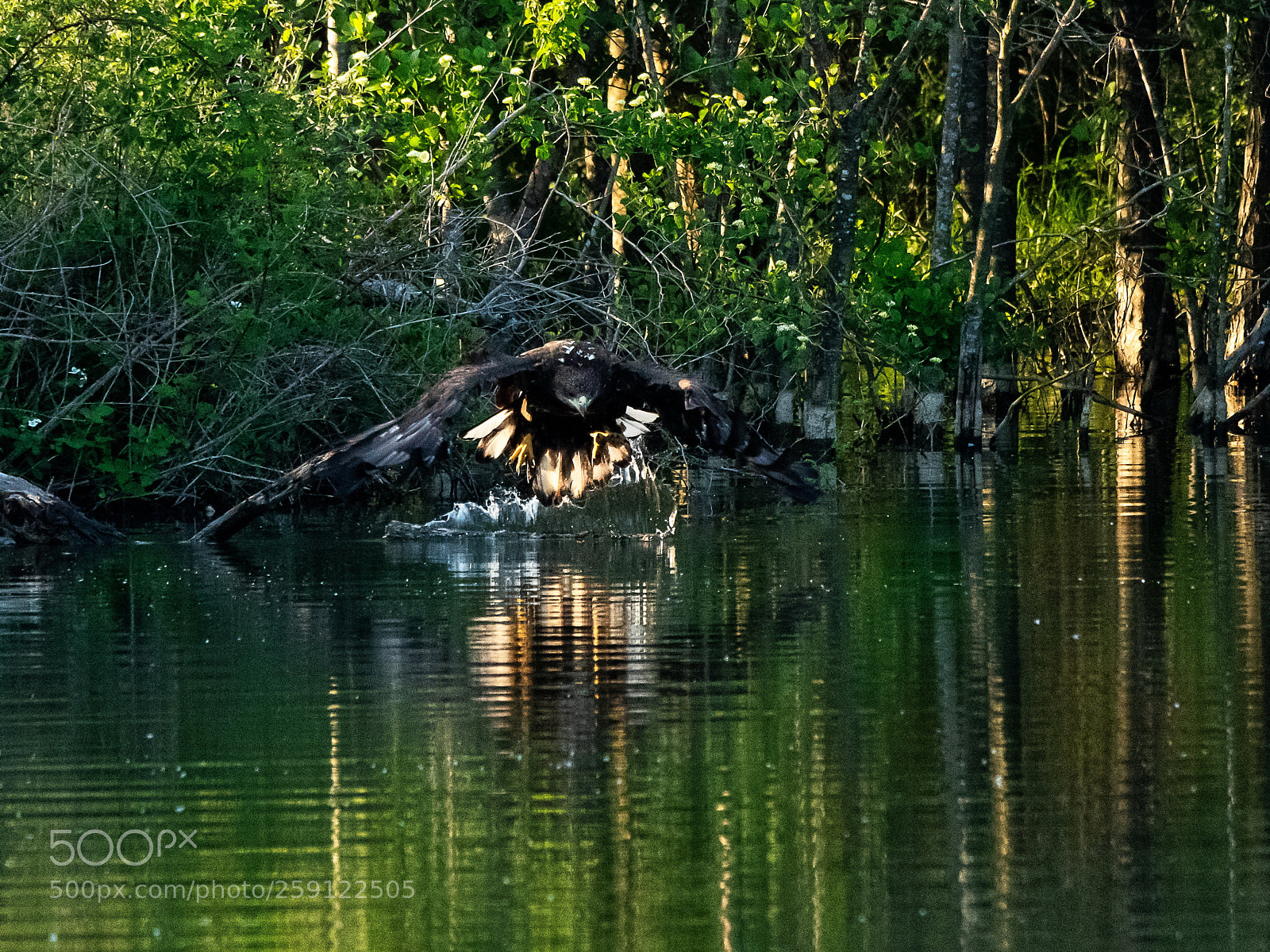 Nikon D850 sample photo. Pygargue queue blanche haliaeetus photography