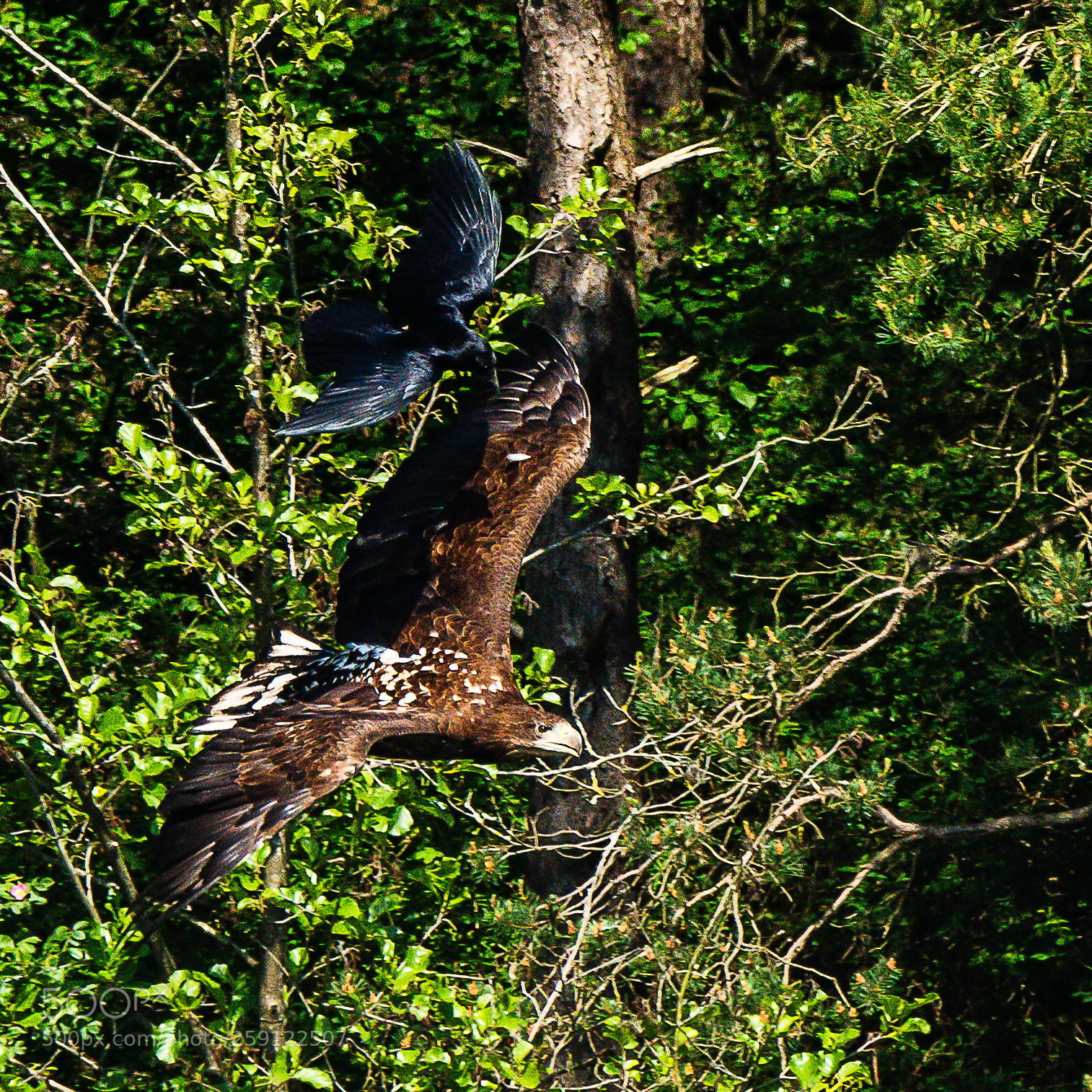 Nikon D850 sample photo. Pygargue queue blanche haliaeetus photography