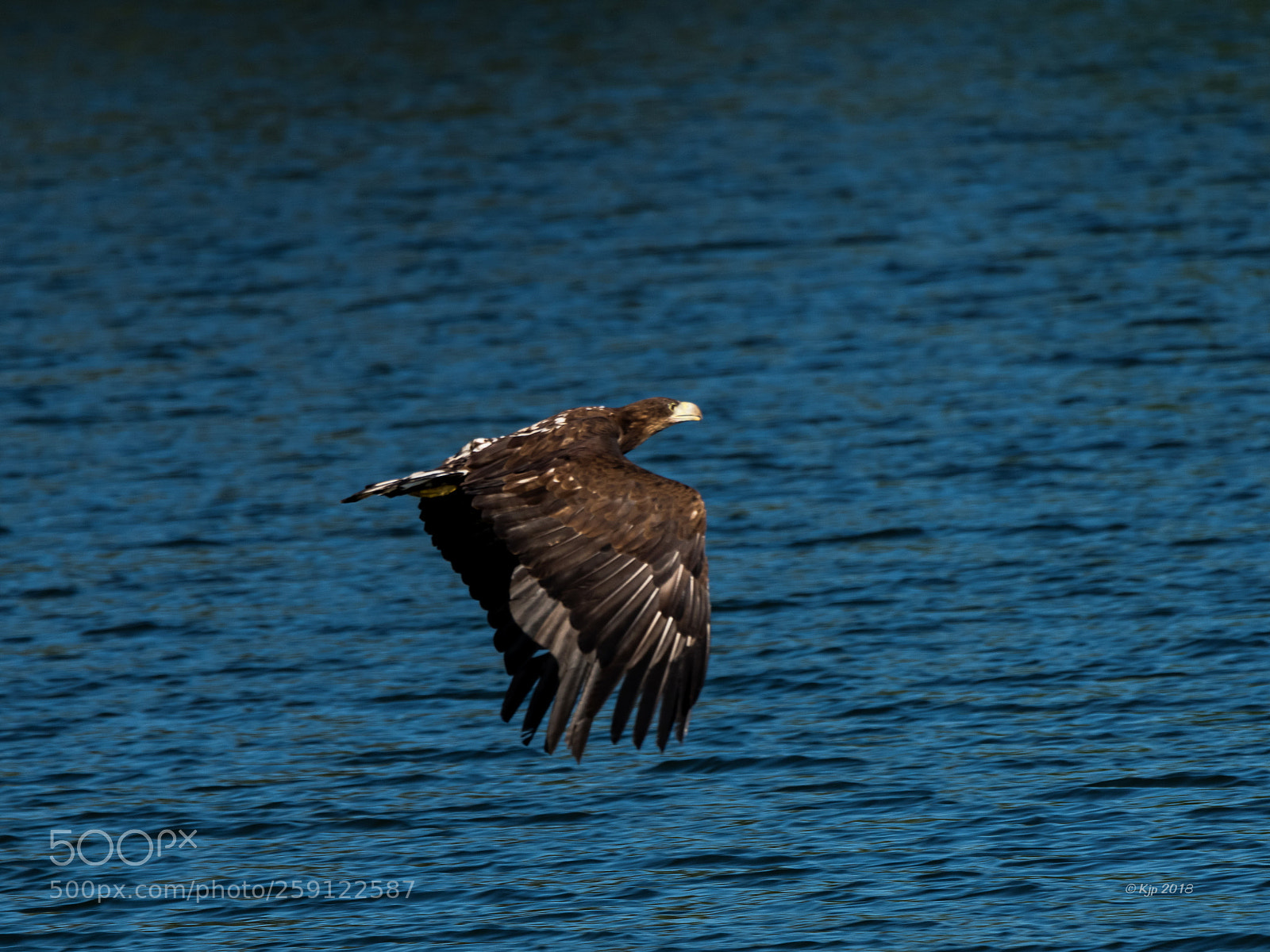 Nikon D850 sample photo. Pygargue queue blanche haliaeetus photography