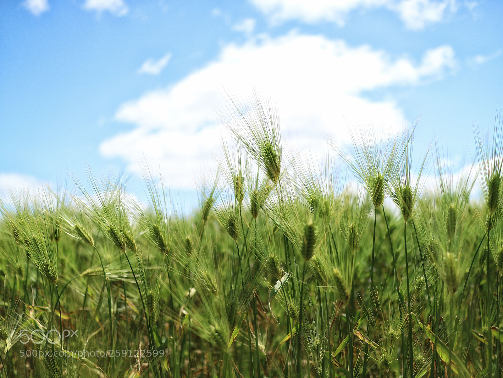 Canon EOS M3 sample photo. Wheat photography