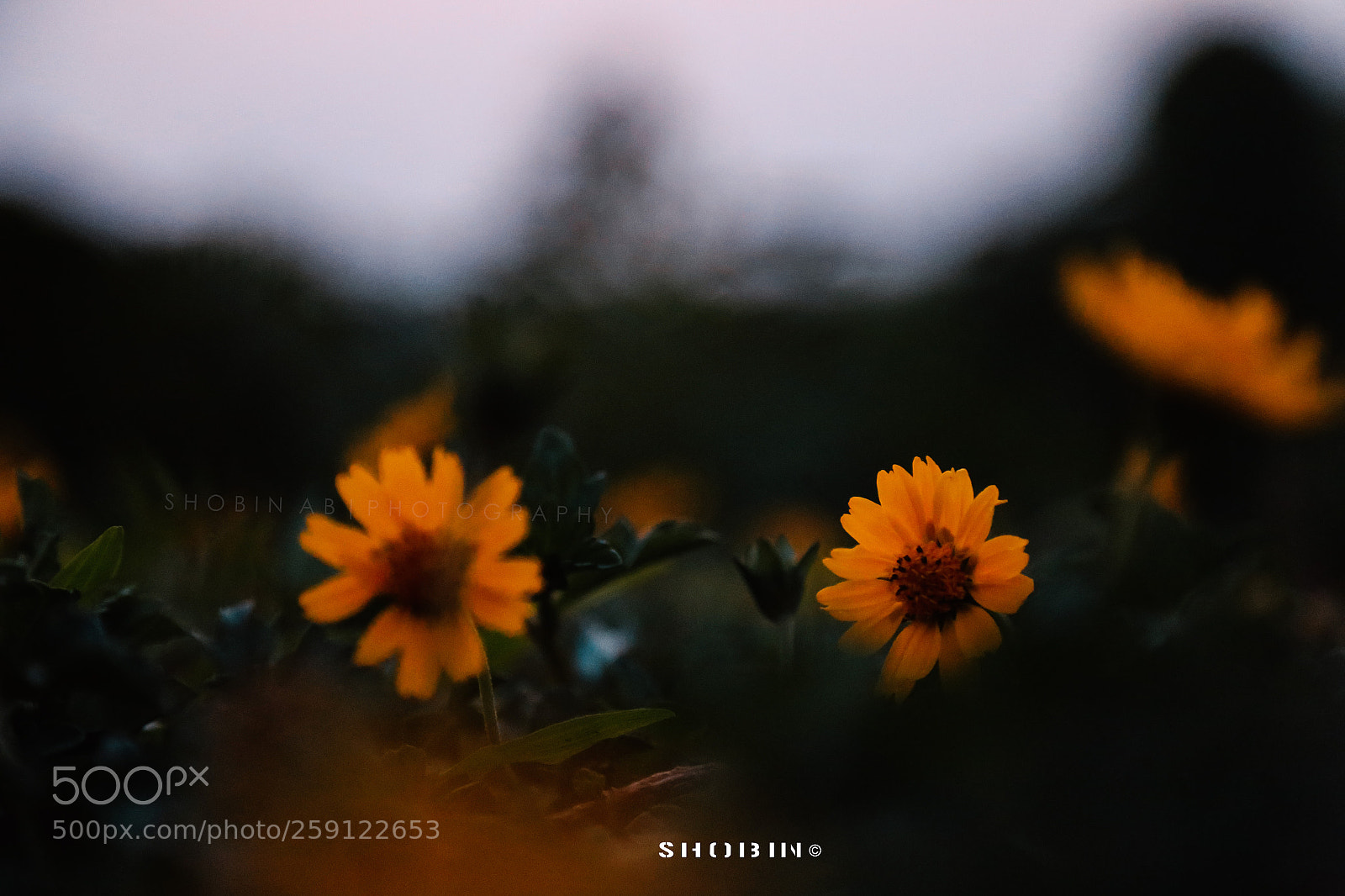 Canon EOS 6D sample photo. Fallen beauty photography