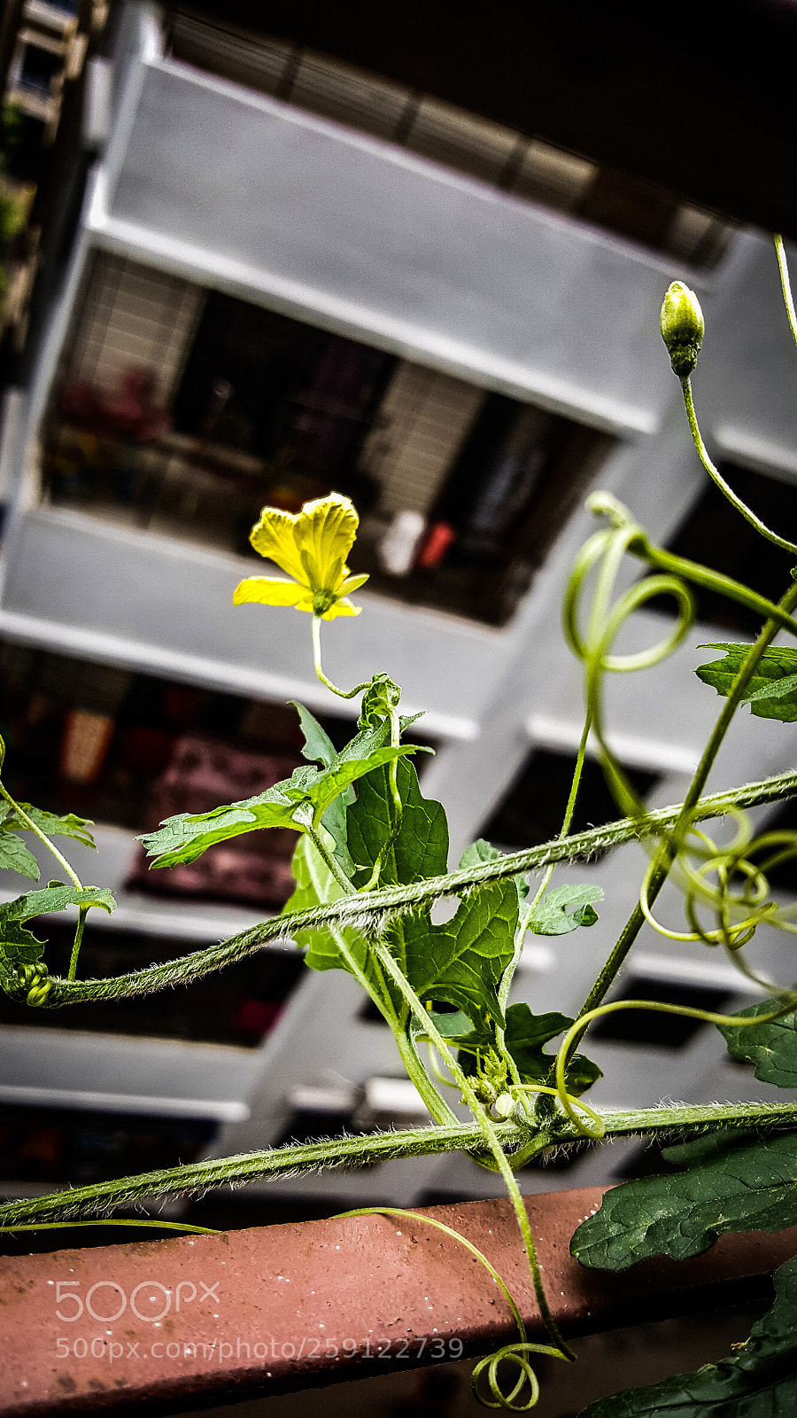 Samsung Galaxy Note5 sample photo. Untitled photography