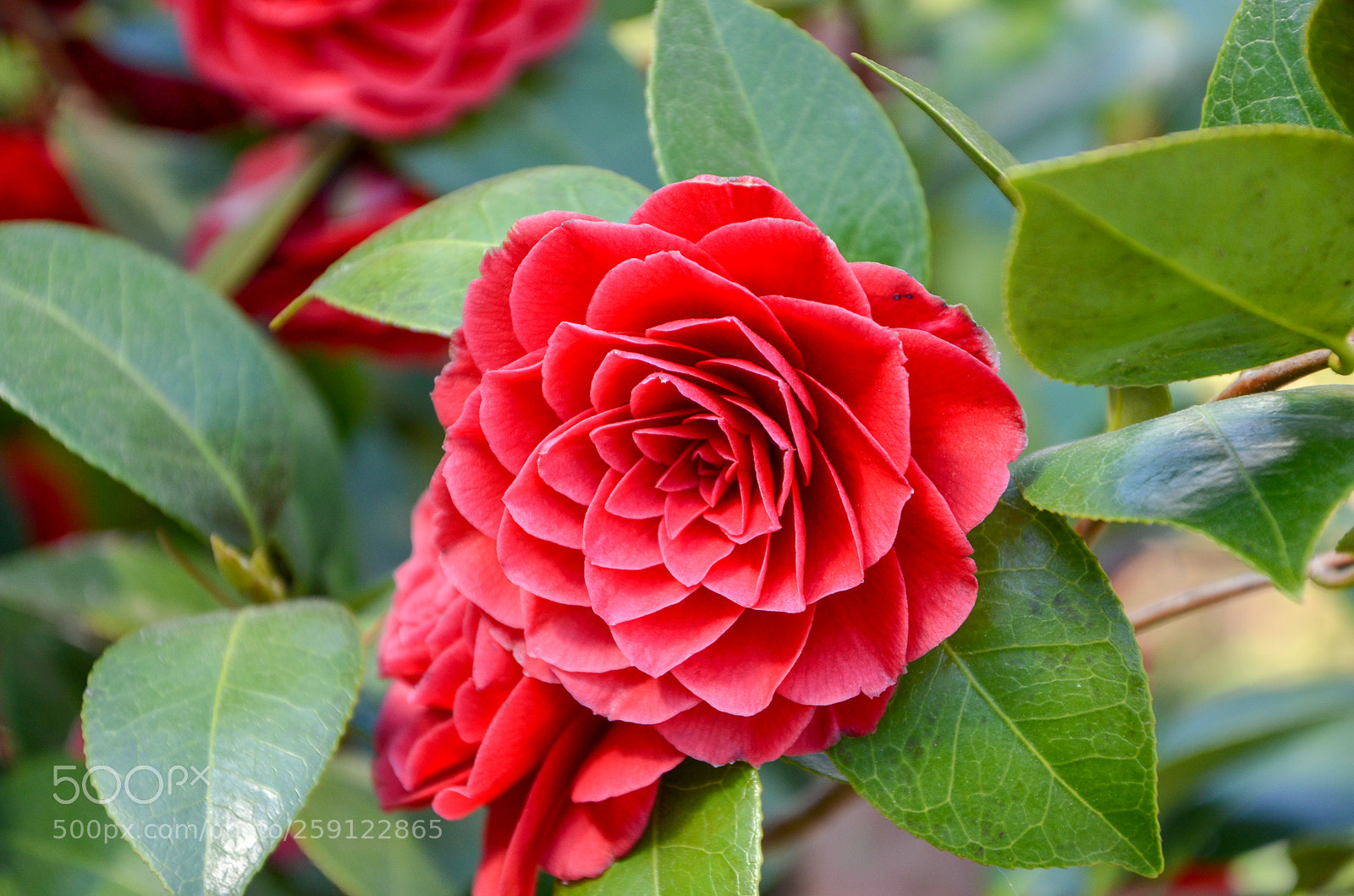 Nikon D5100 sample photo. Dsc photography