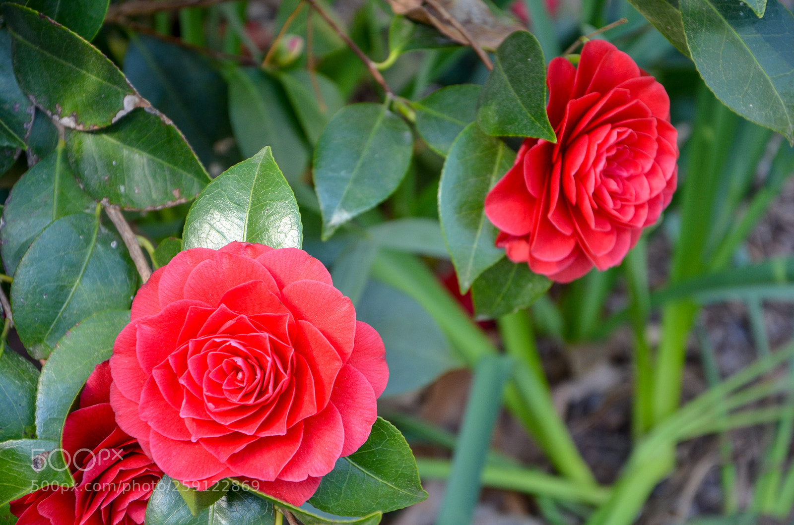 Nikon D5100 sample photo. Dsc photography