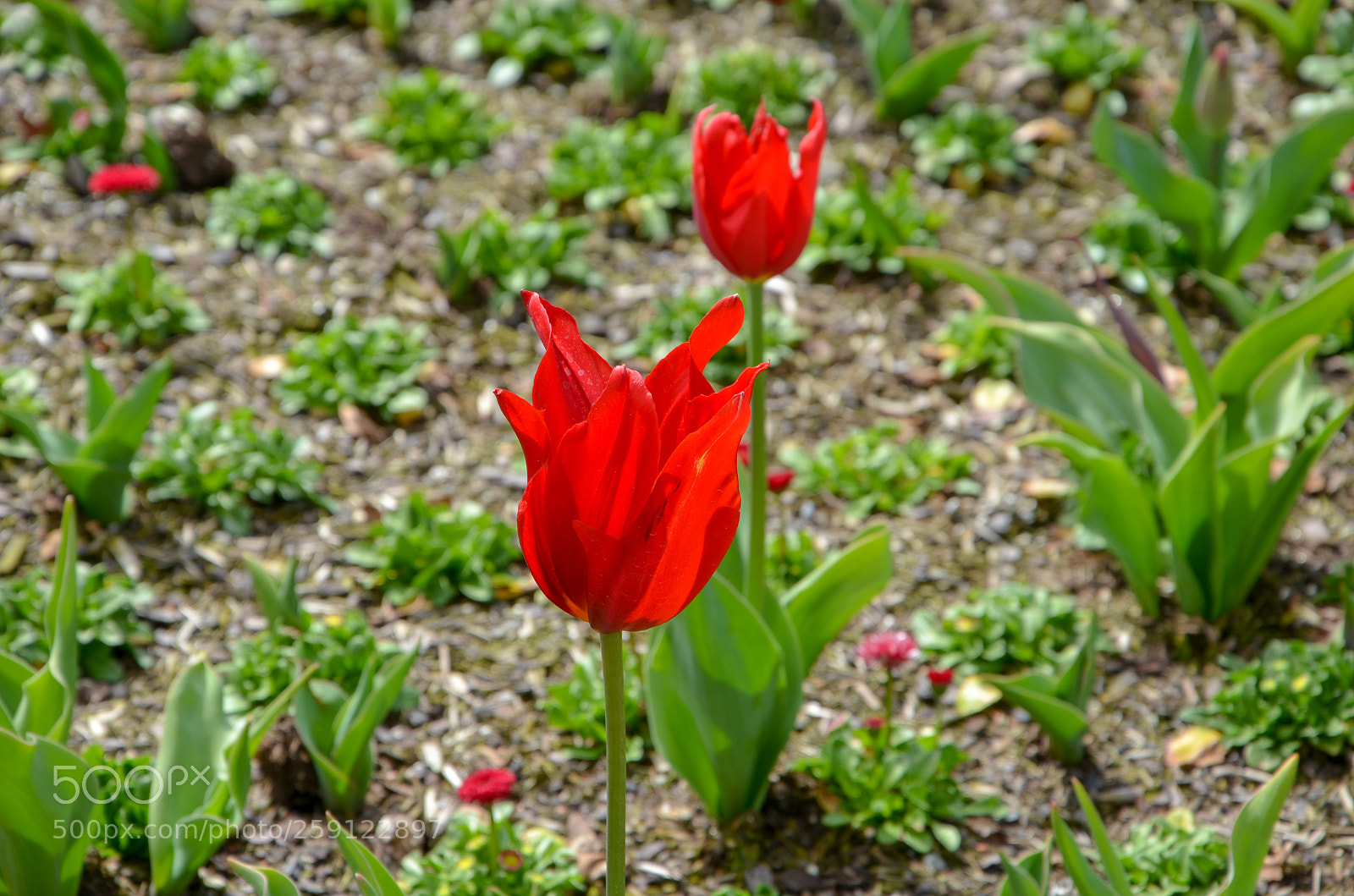 Nikon D5100 sample photo. Dsc photography