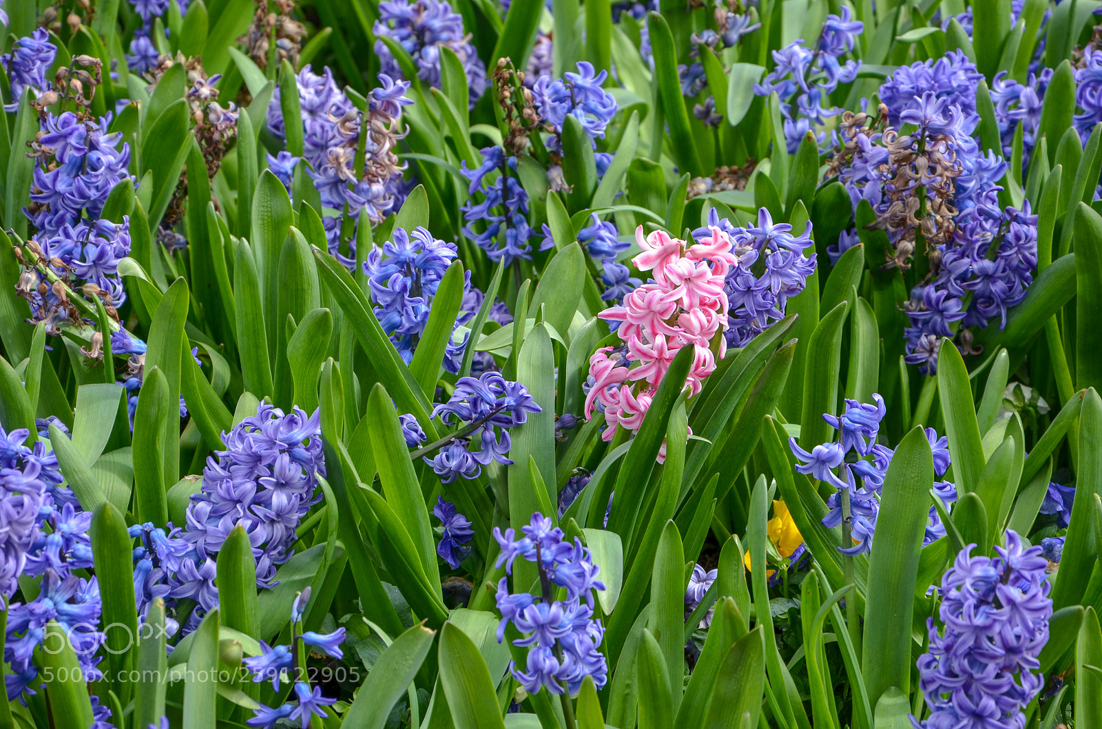 Nikon D5100 sample photo. Dsc photography
