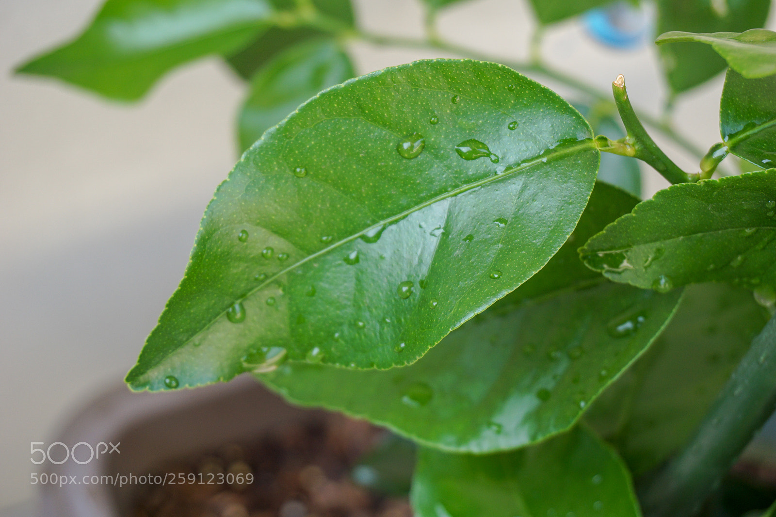 Sony a5100 sample photo. Dsc photography