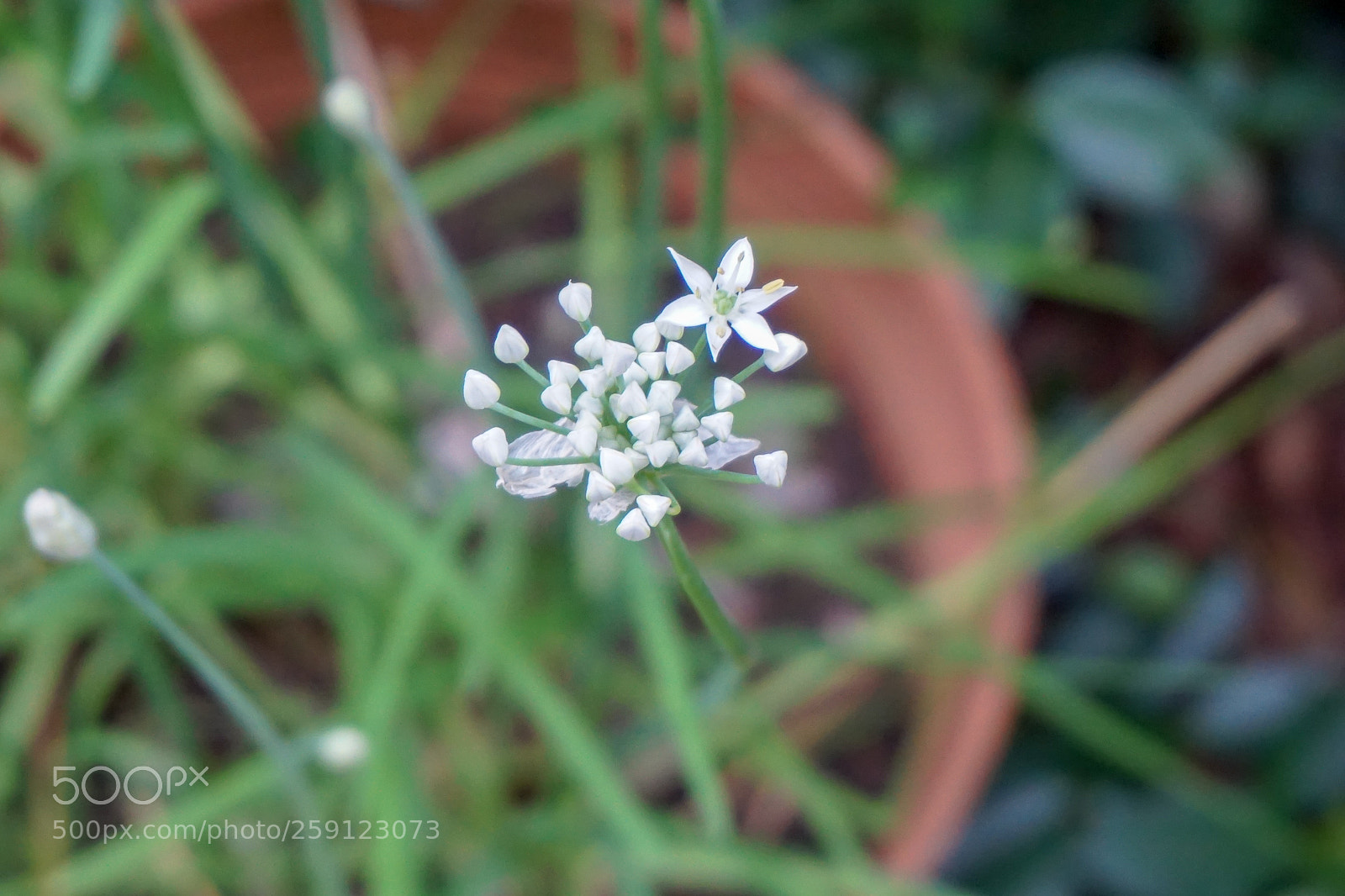 Sony a5100 sample photo. Dsc photography