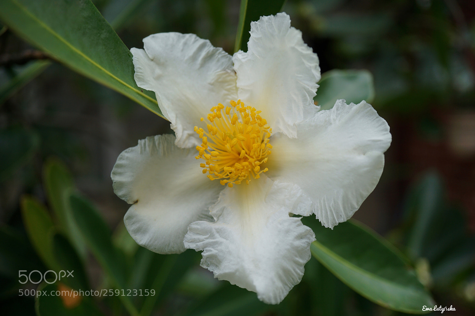 Sony a6000 sample photo. Gordonia  photography