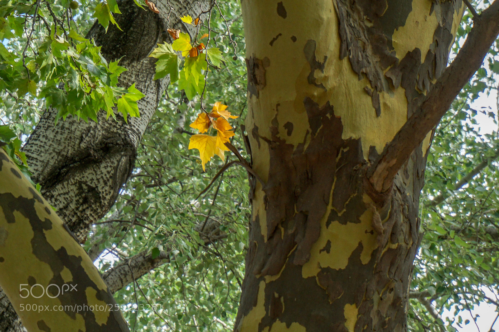 Sony a5100 sample photo. Dsc photography