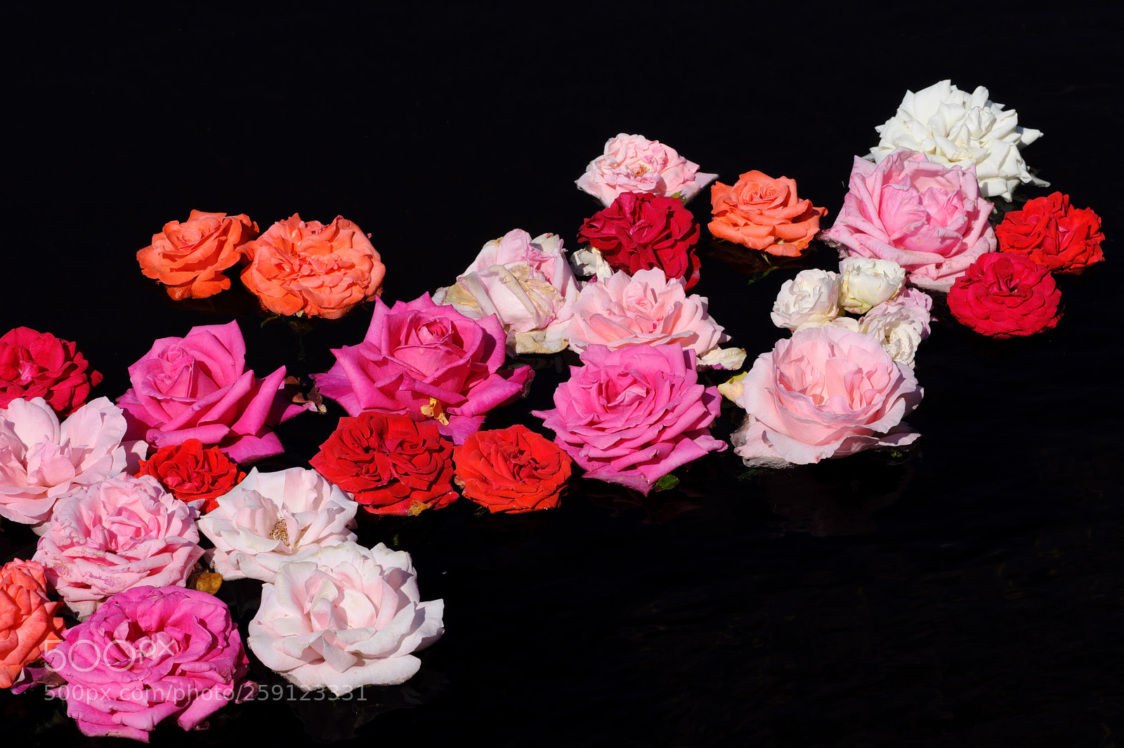 Fujifilm X-T2 sample photo. Dreaming roses photography