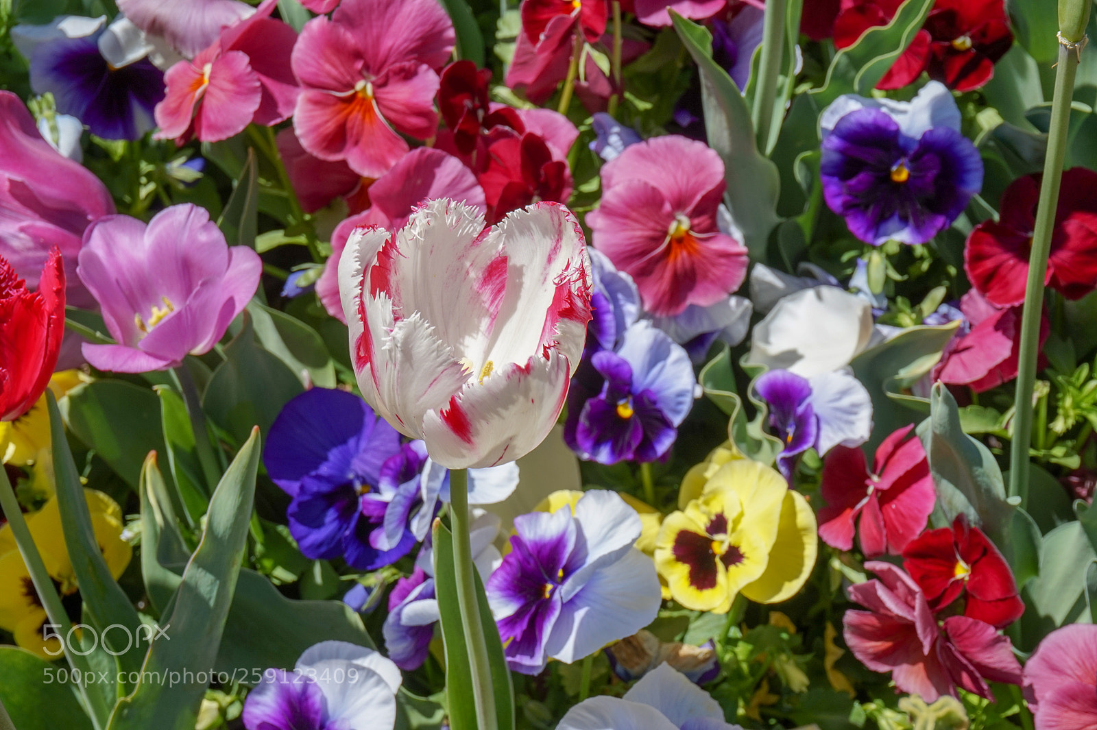 Sony Alpha a5000 (ILCE 5000) sample photo. Dsc photography