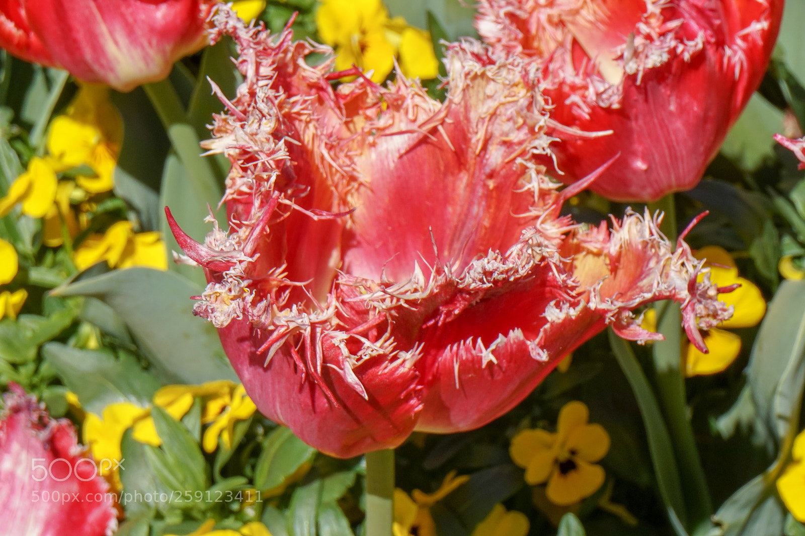 Sony Alpha a5000 (ILCE 5000) sample photo. Dsc photography