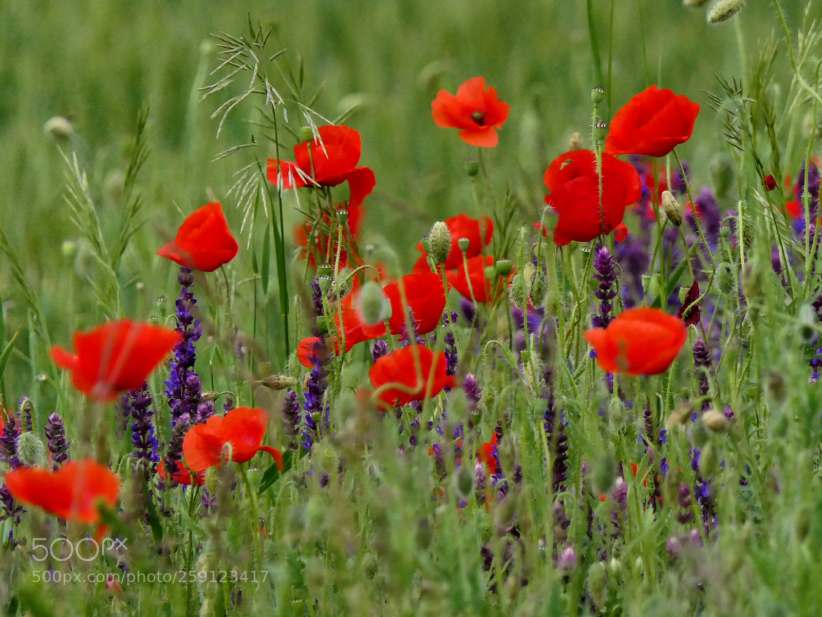 Panasonic Lumix DMC-FZ2500 (Lumix DMC-FZ2000) sample photo. Spring in red (3) photography