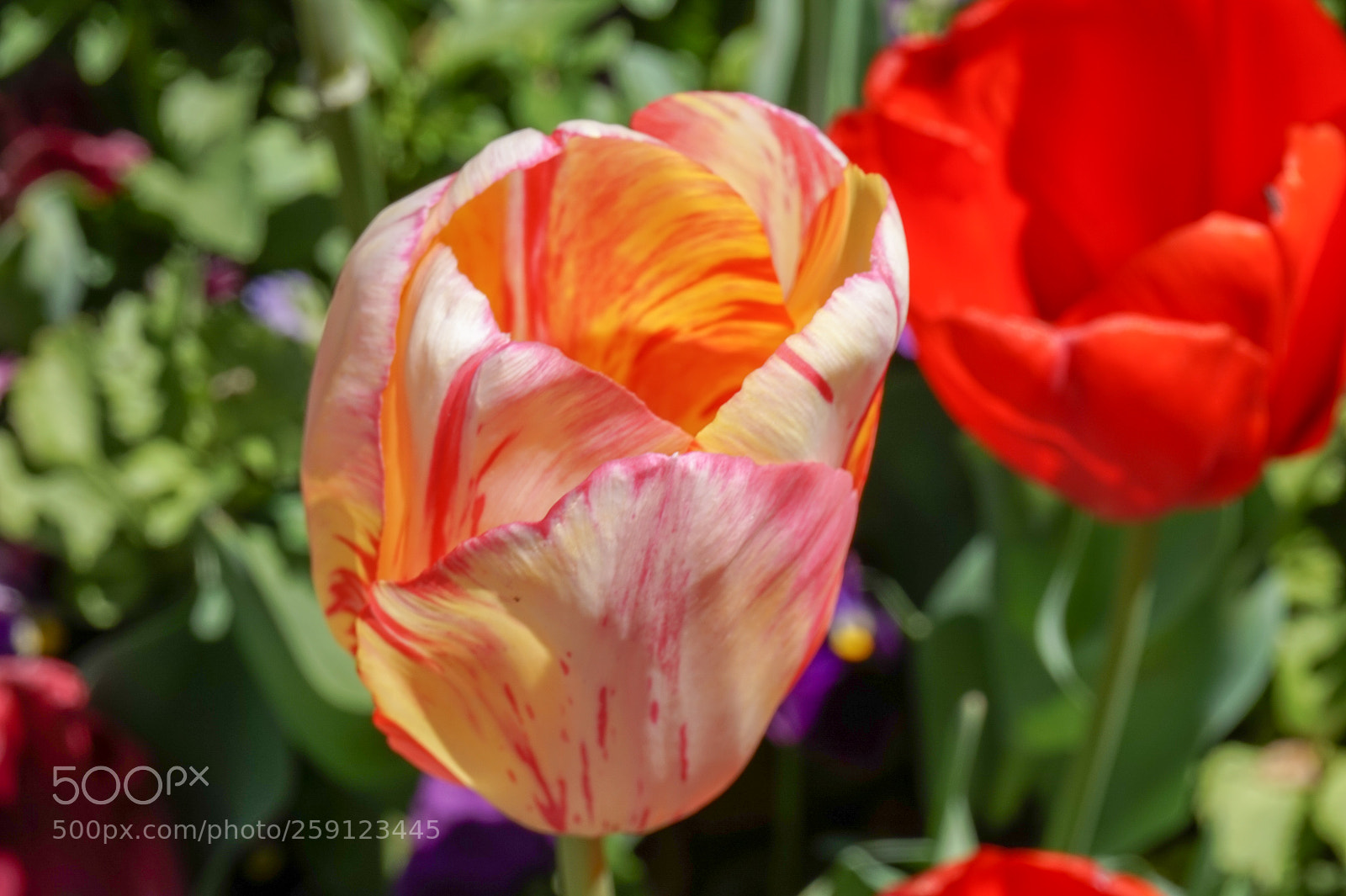 Sony Alpha a5000 (ILCE 5000) sample photo. Dsc photography