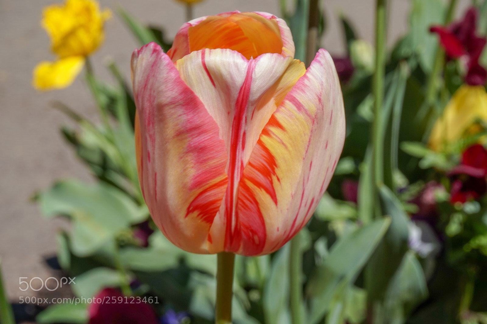Sony Alpha a5000 (ILCE 5000) sample photo. Dsc photography