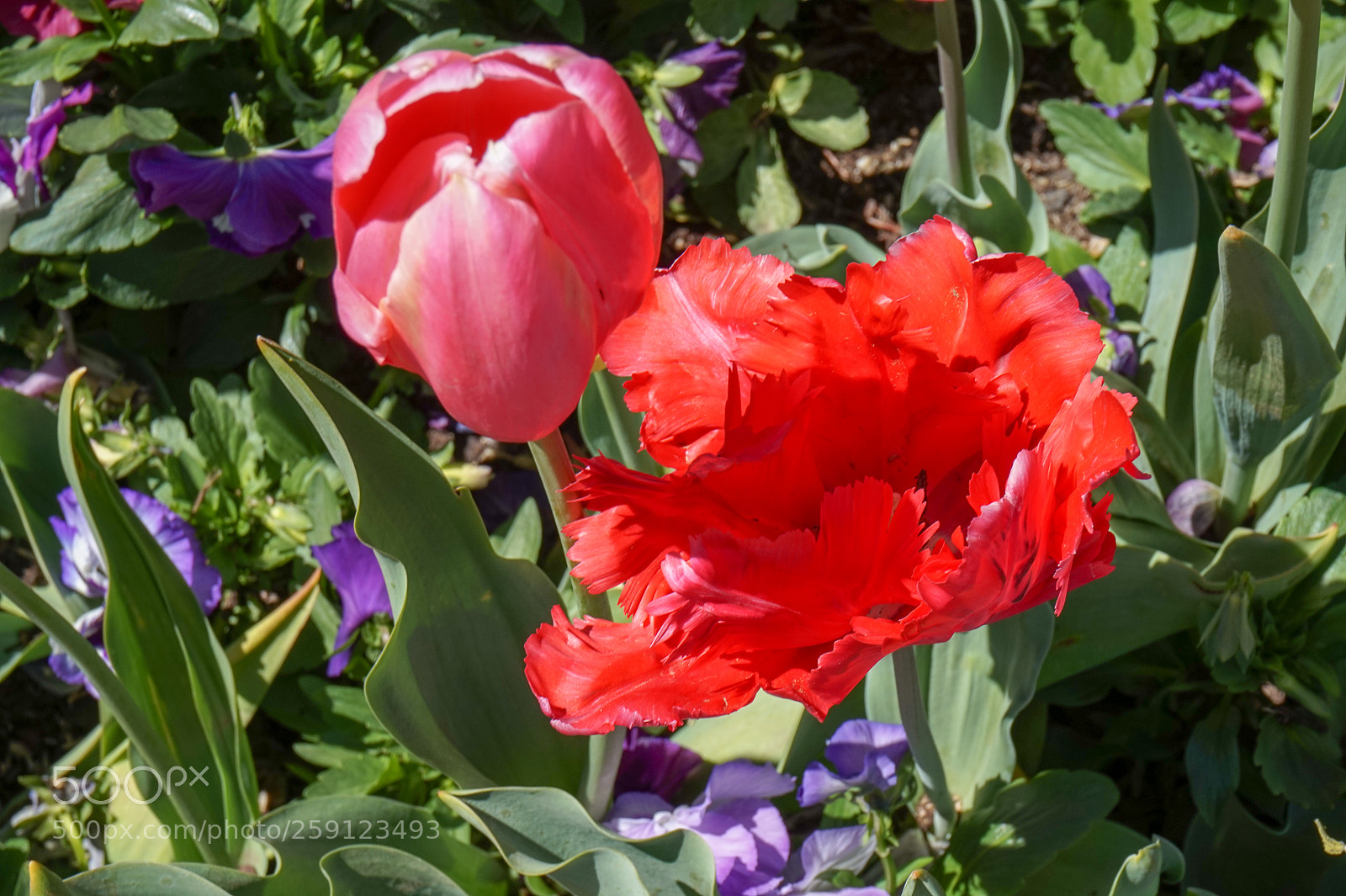 Sony Alpha a5000 (ILCE 5000) sample photo. Dsc photography
