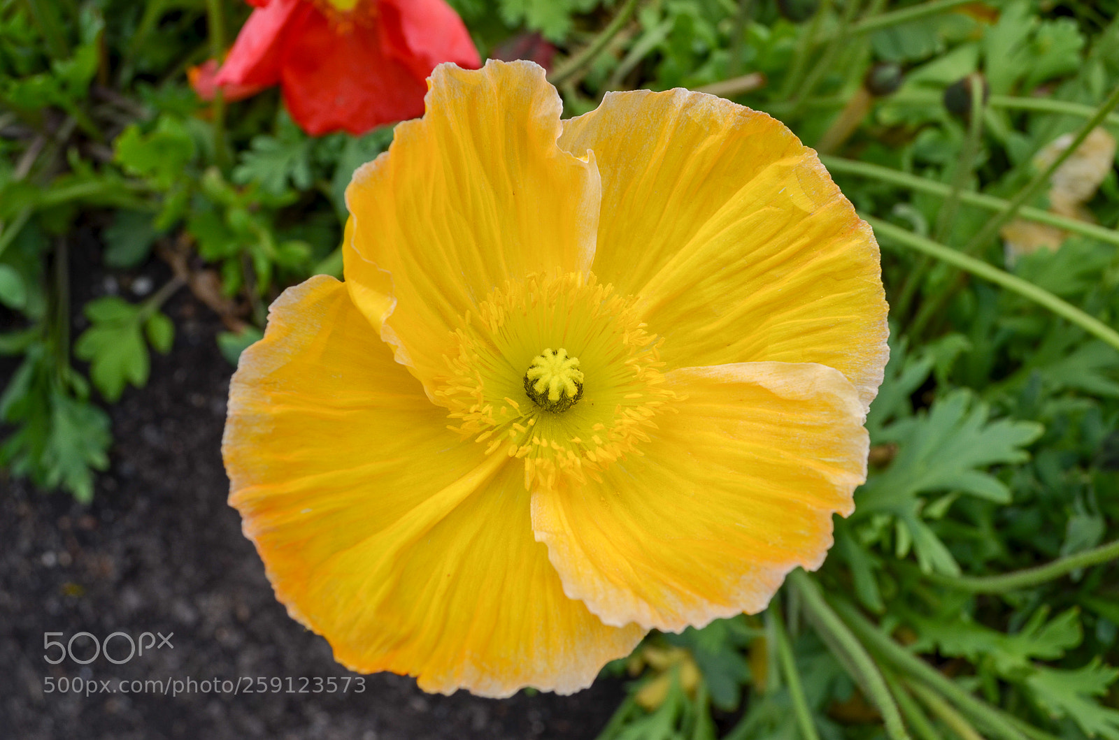 Nikon D5100 sample photo. Floriade photography