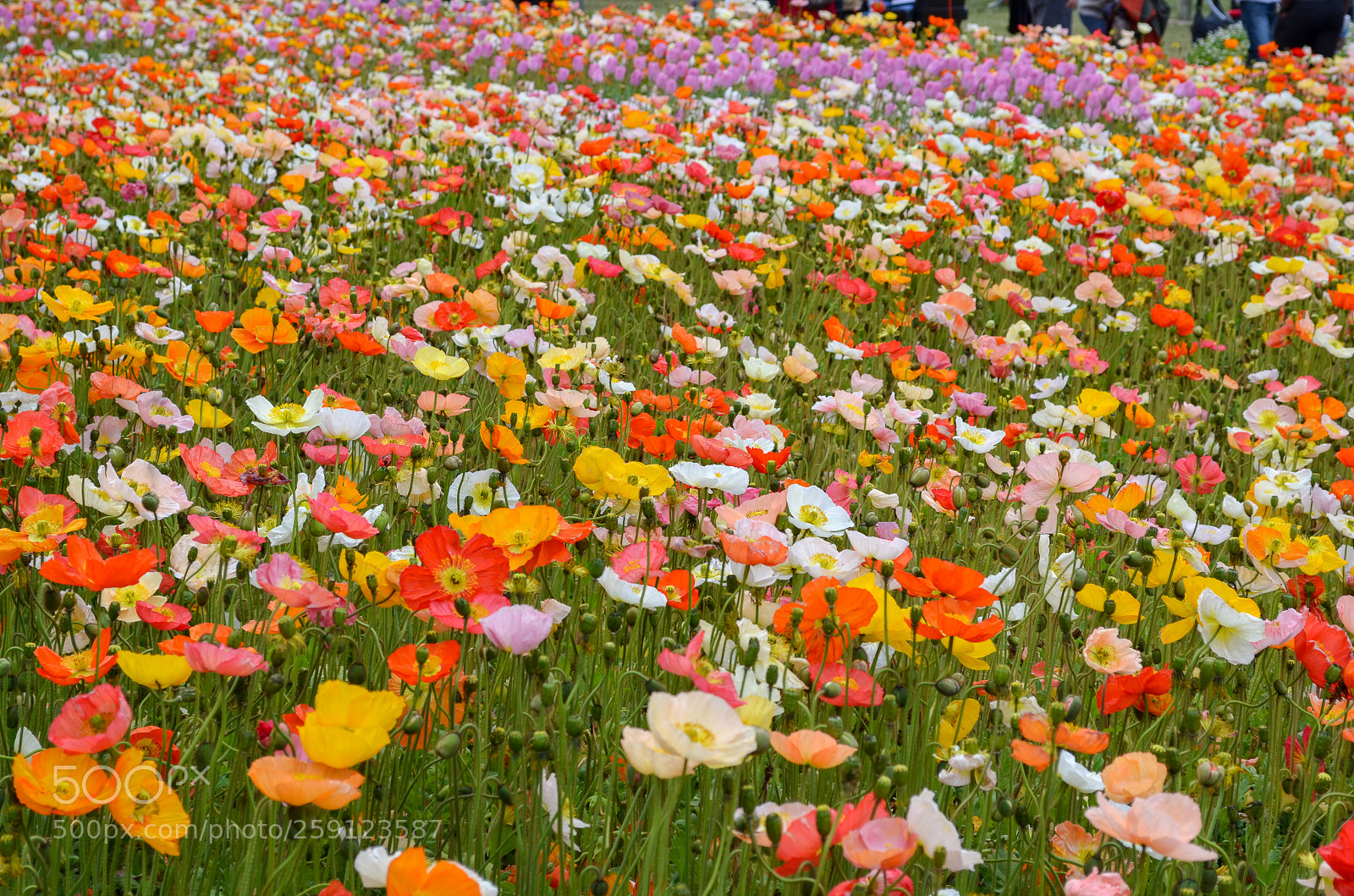 Nikon D5100 sample photo. Floriade photography