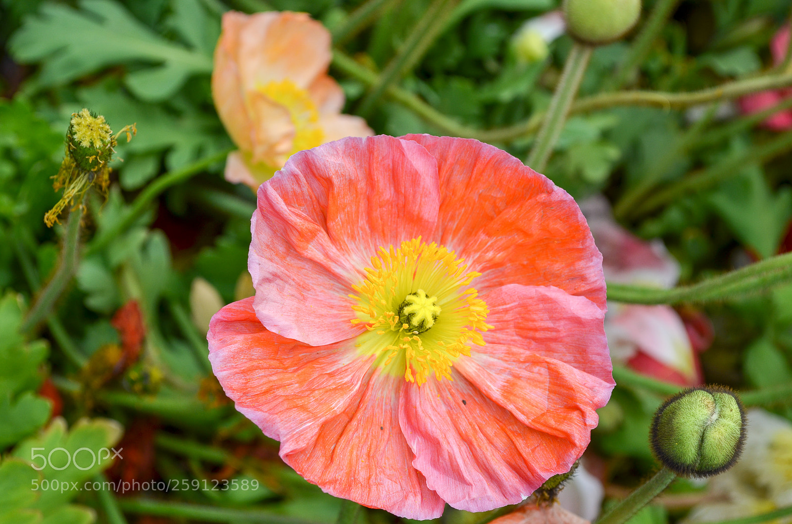 Nikon D5100 sample photo. Floriade photography