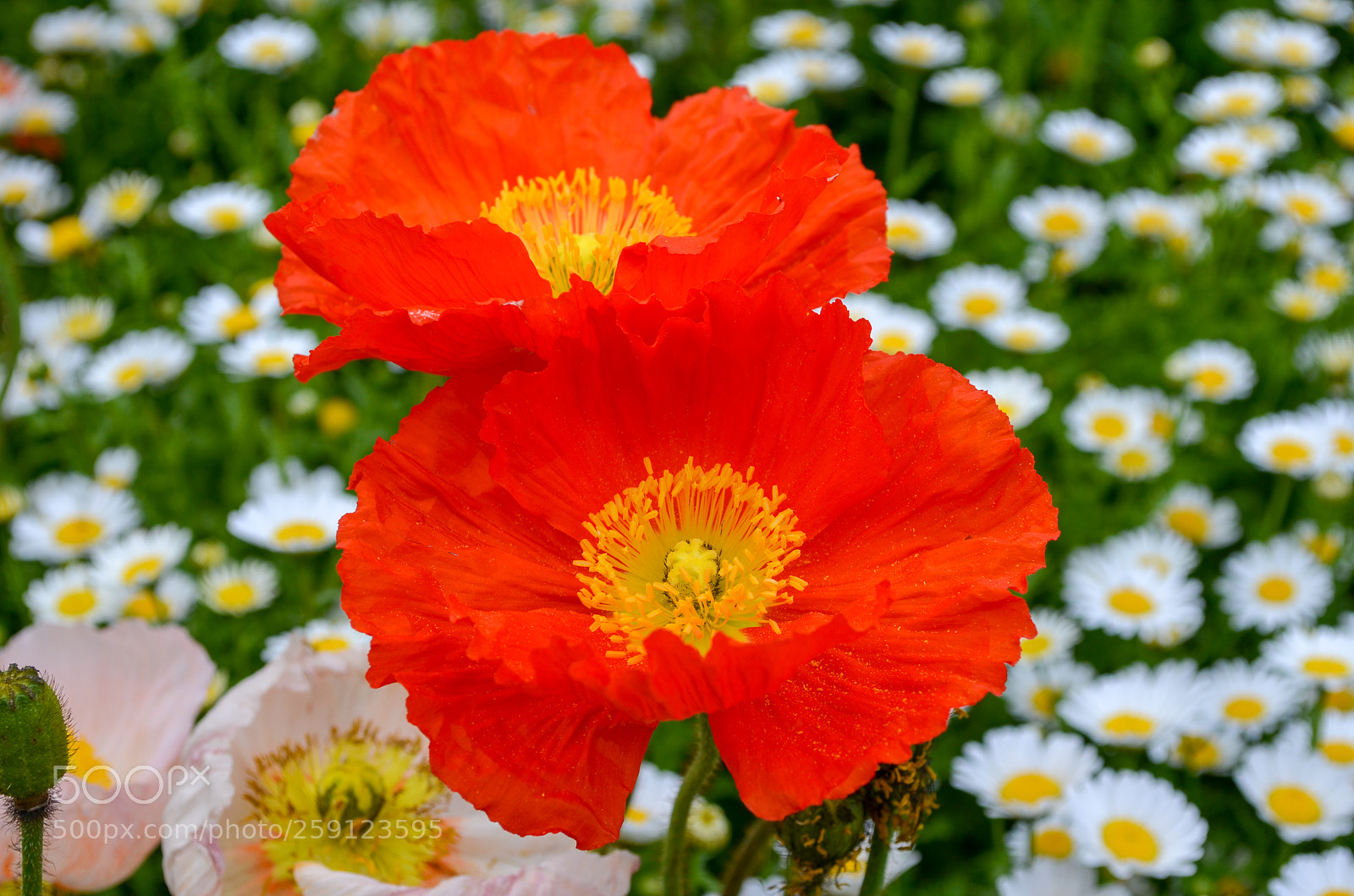 Nikon D5100 sample photo. Floriade photography