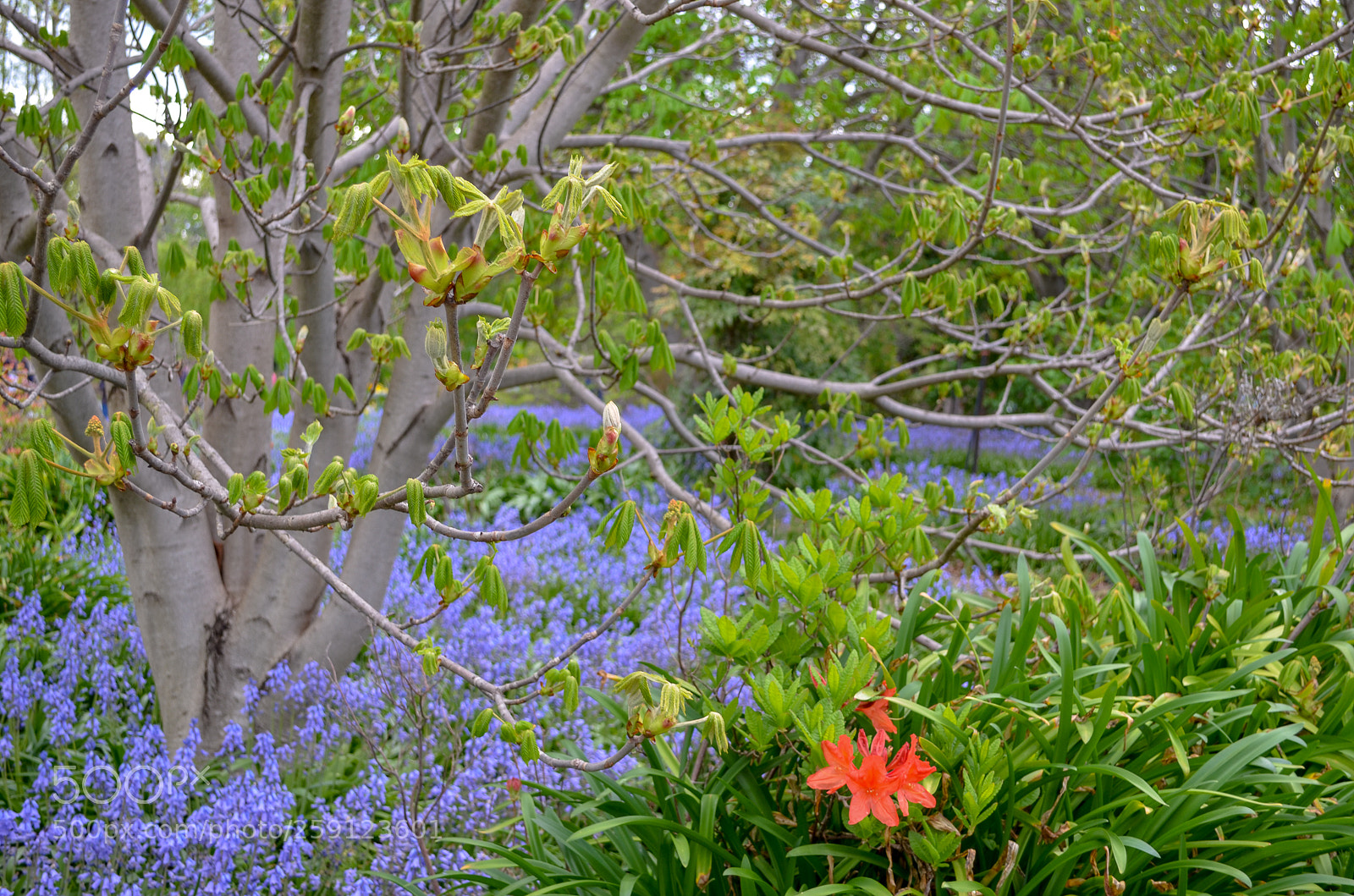 Nikon D5100 sample photo. Floriade photography