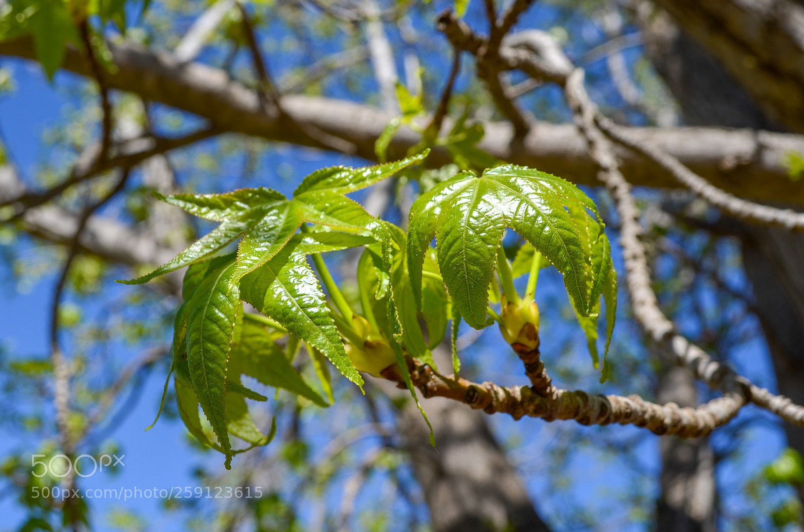 Nikon D5100 sample photo. Floriade photography