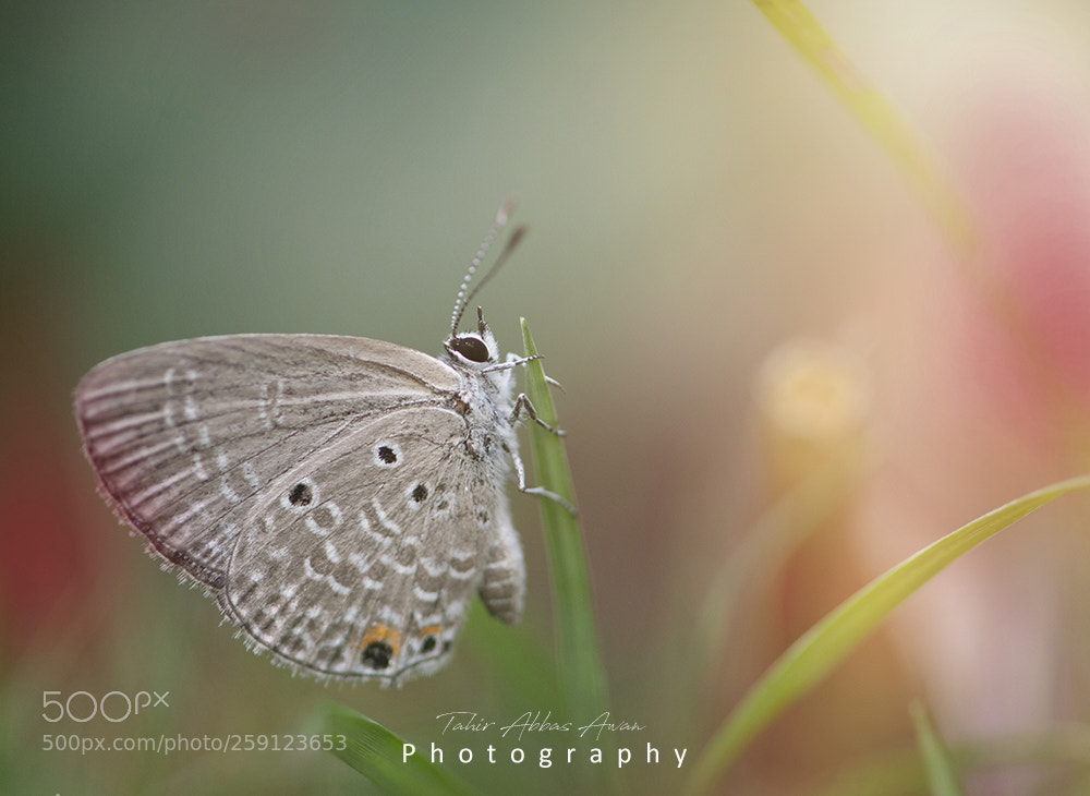 Nikon D500 sample photo. Chilades pandava - plains photography