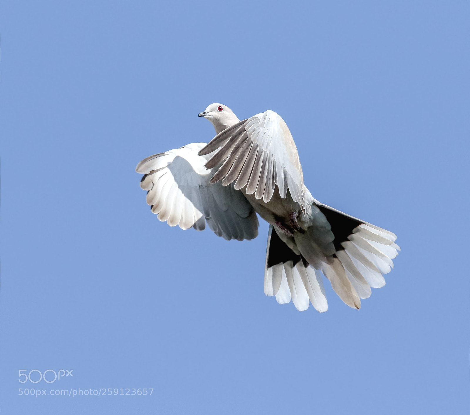 Canon EOS 7D Mark II sample photo. Collared dove photography
