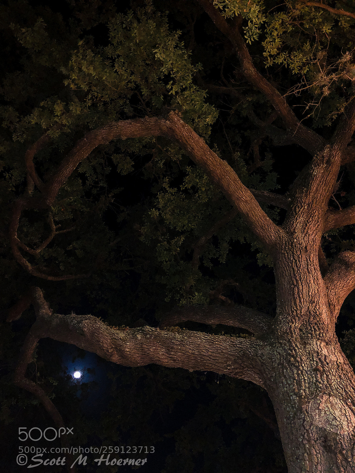 Apple iPhone X sample photo. Ice cream tree photography