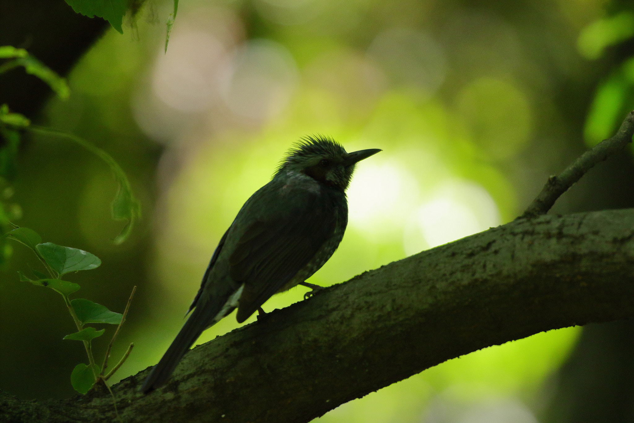 Canon EOS 7D Mark II sample photo. Silhouette quiz 7i2a3975 photography