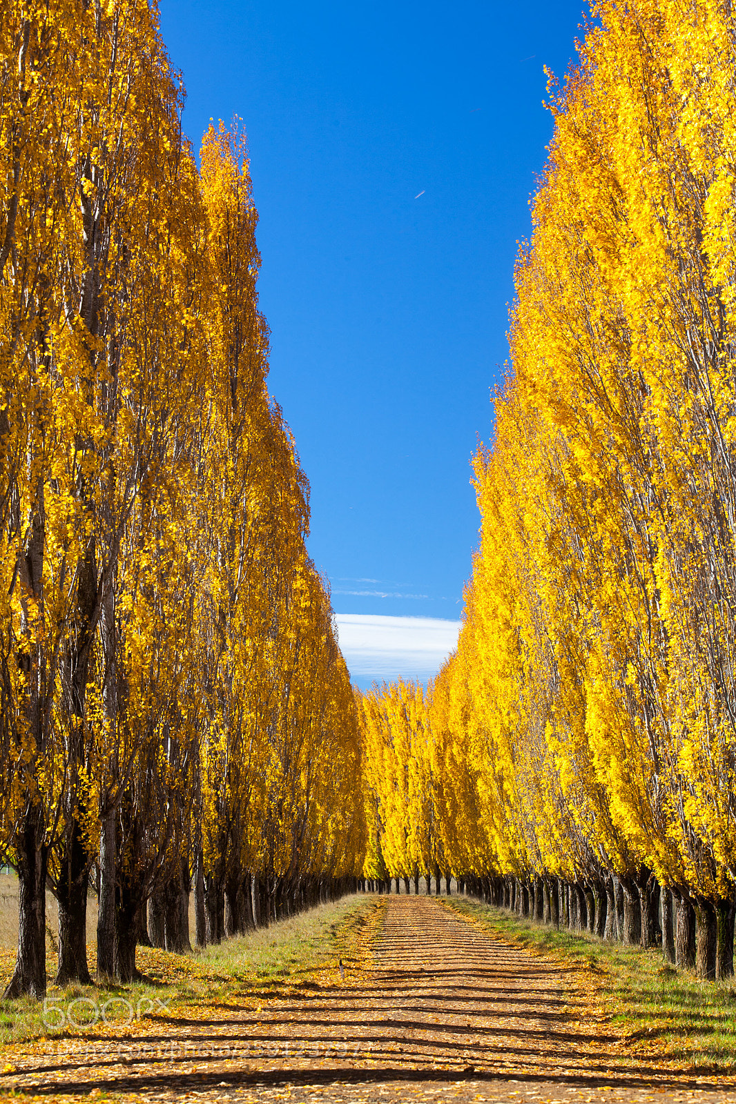 Canon EOS 5D Mark II sample photo. Golden avenue photography