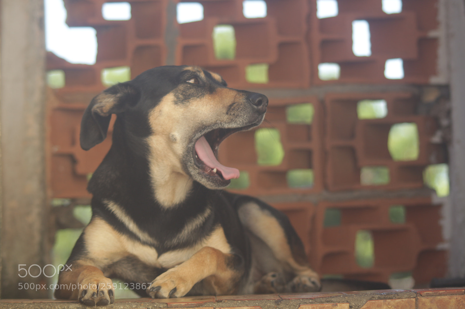 Canon EOS 700D (EOS Rebel T5i / EOS Kiss X7i) sample photo. Sono photography