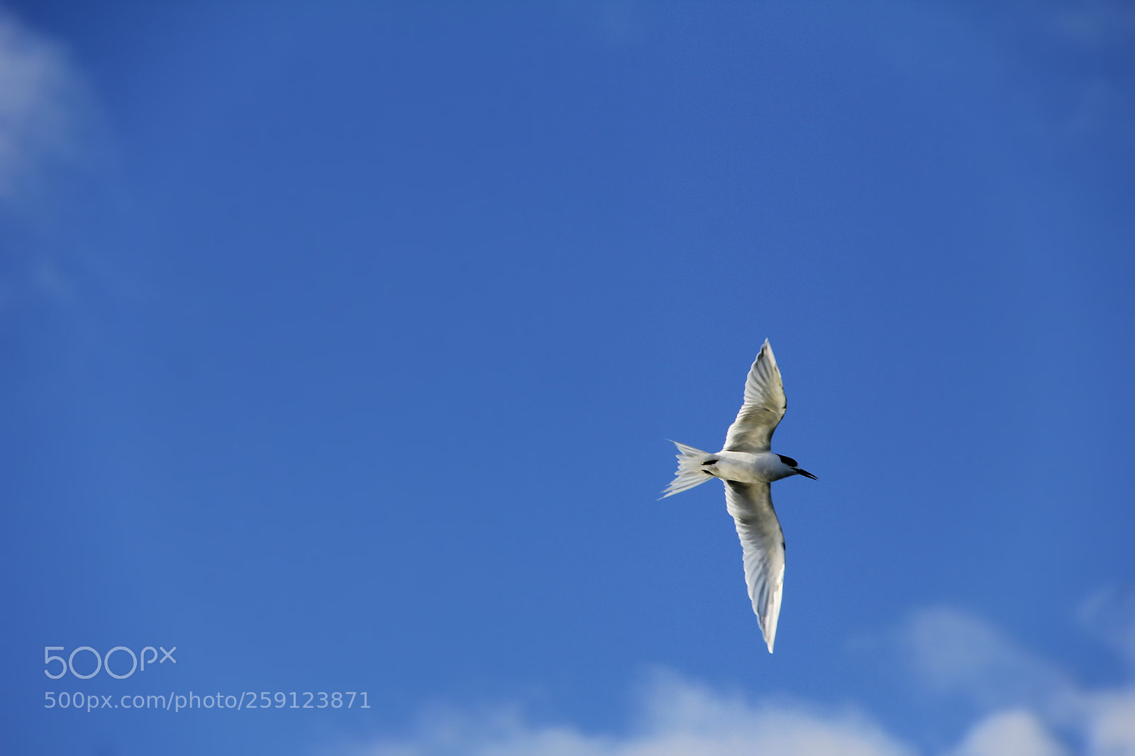 Canon EF-S 18-200mm F3.5-5.6 IS sample photo. 翱 photography