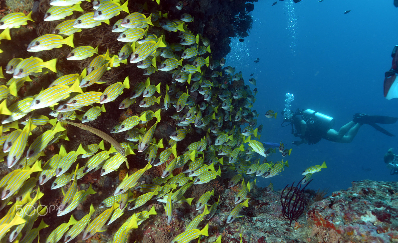 Nikon AF-S Nikkor 16-35mm F4G ED VR sample photo. Yellow lippfish swarm photography