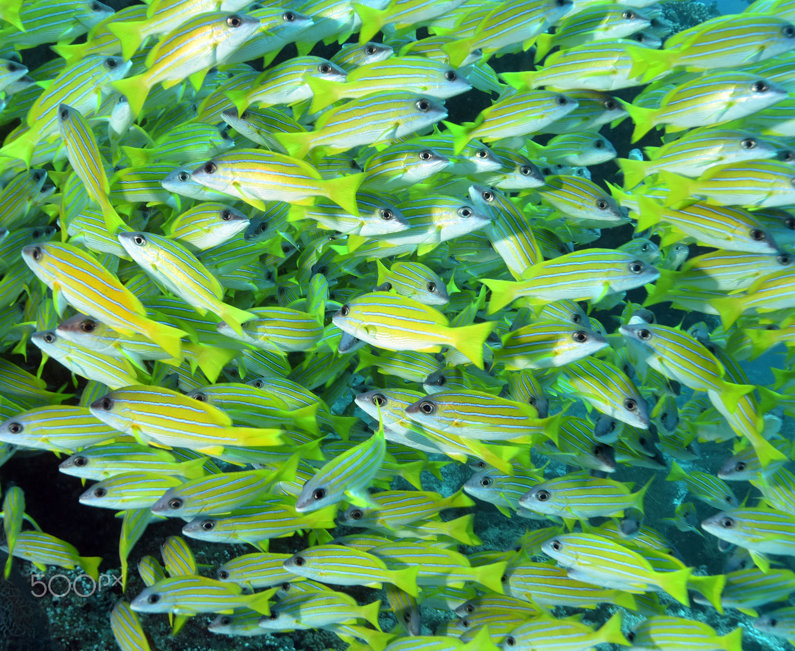 Nikon D810 sample photo. Yellow lippfish swarm photography