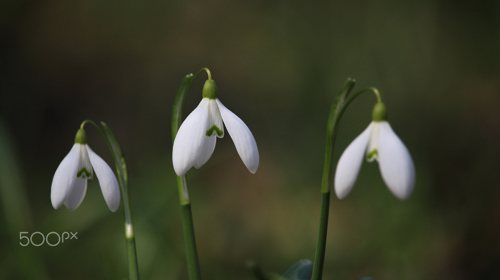 Canon EOS M sample photo. Some spring photography