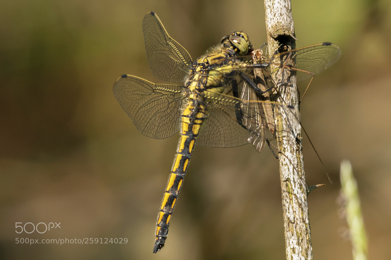Pentax K-500 sample photo. Hungry dragonfly photography