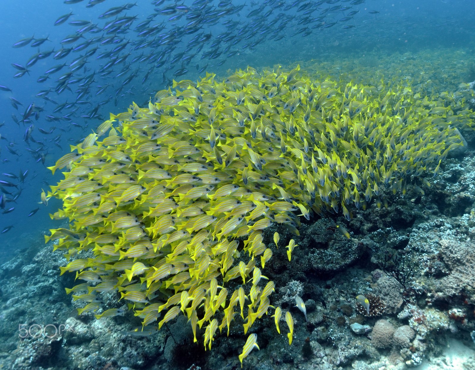 Nikon D810 sample photo. Yellow lippfish swarm photography