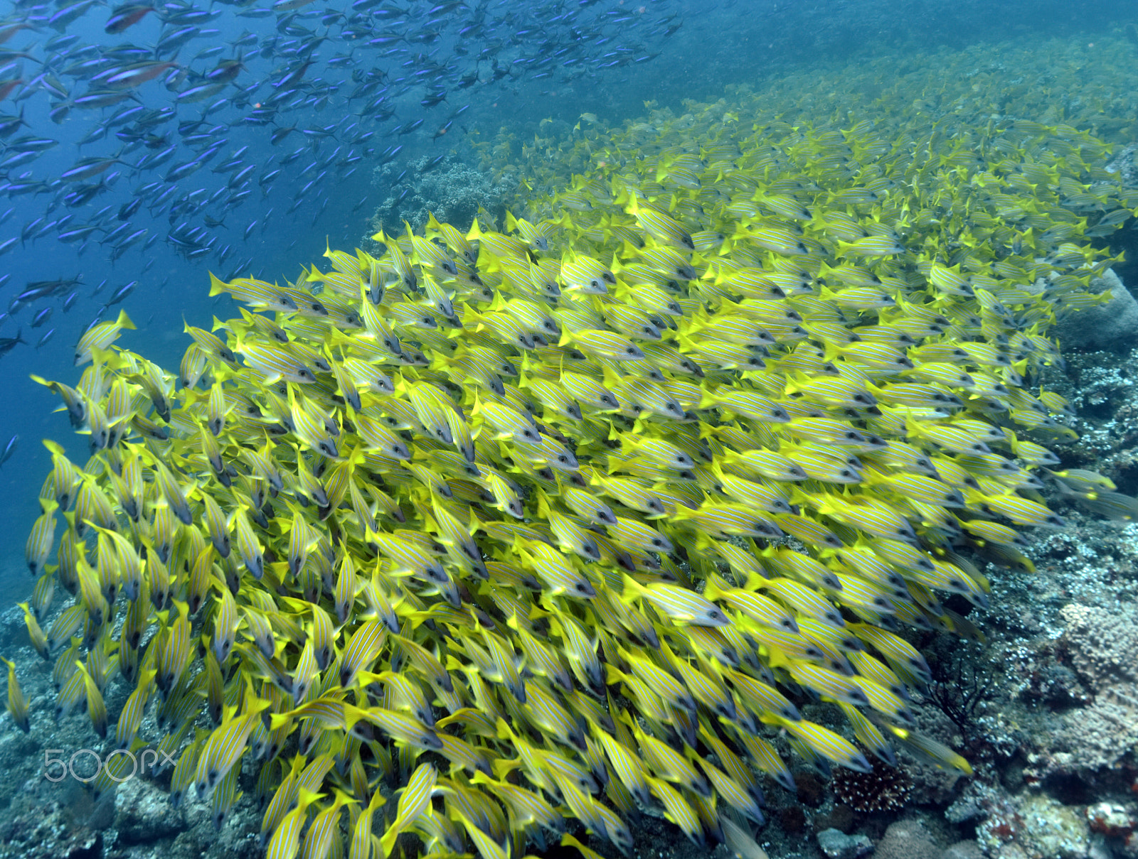 Nikon D810 sample photo. Yellow lippfish swarm photography