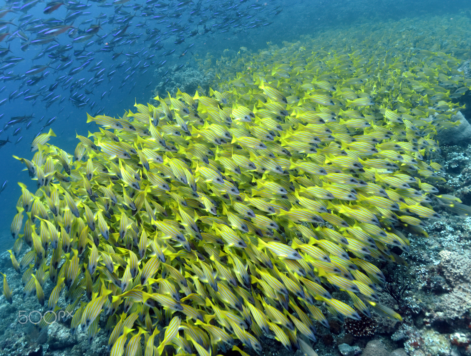 Nikon D810 + Nikon AF-S Nikkor 16-35mm F4G ED VR sample photo. Yellow lippfish swarm photography