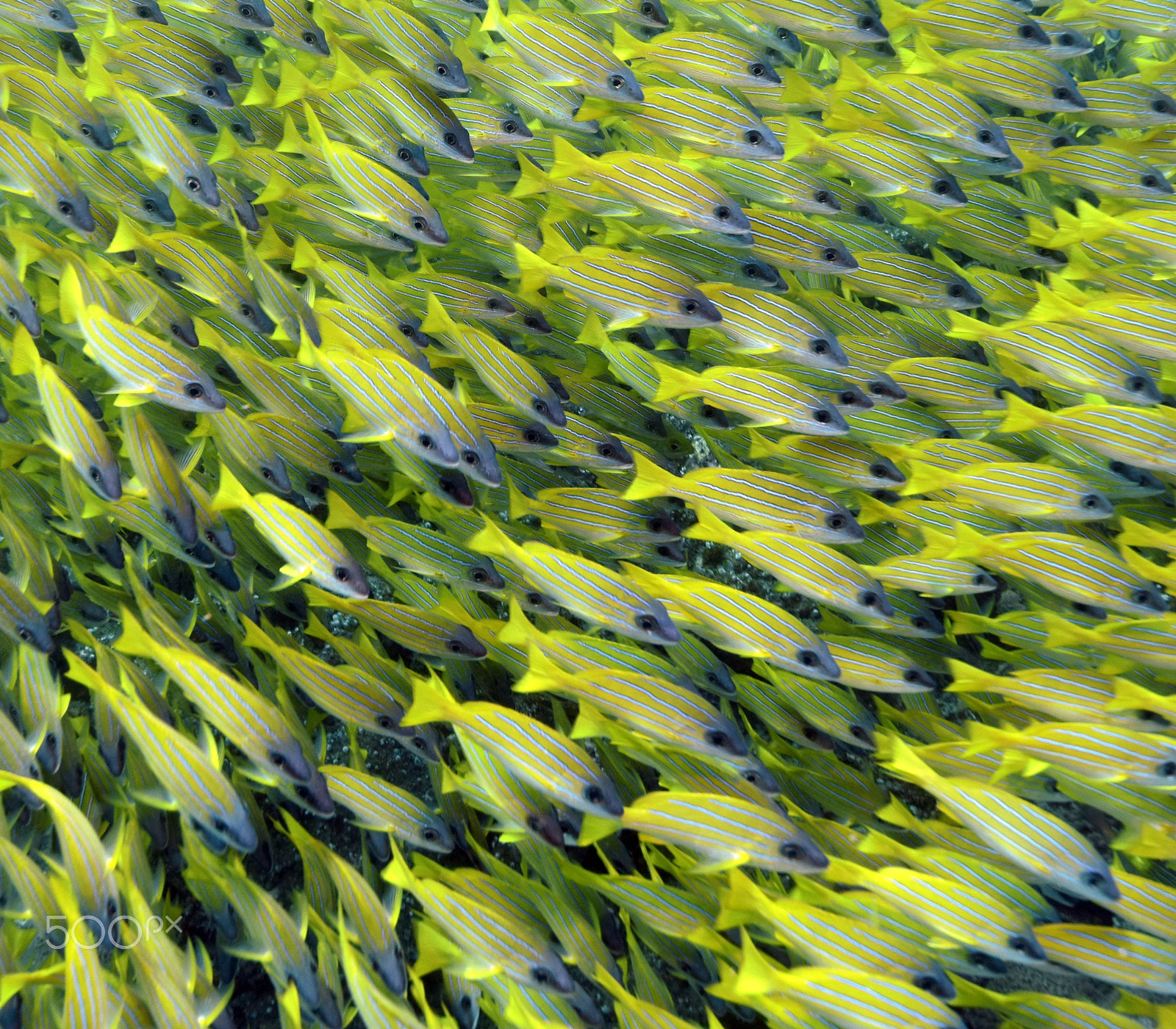 Nikon D810 + Nikon AF-S Nikkor 16-35mm F4G ED VR sample photo. Yellow lippfish swarm photography