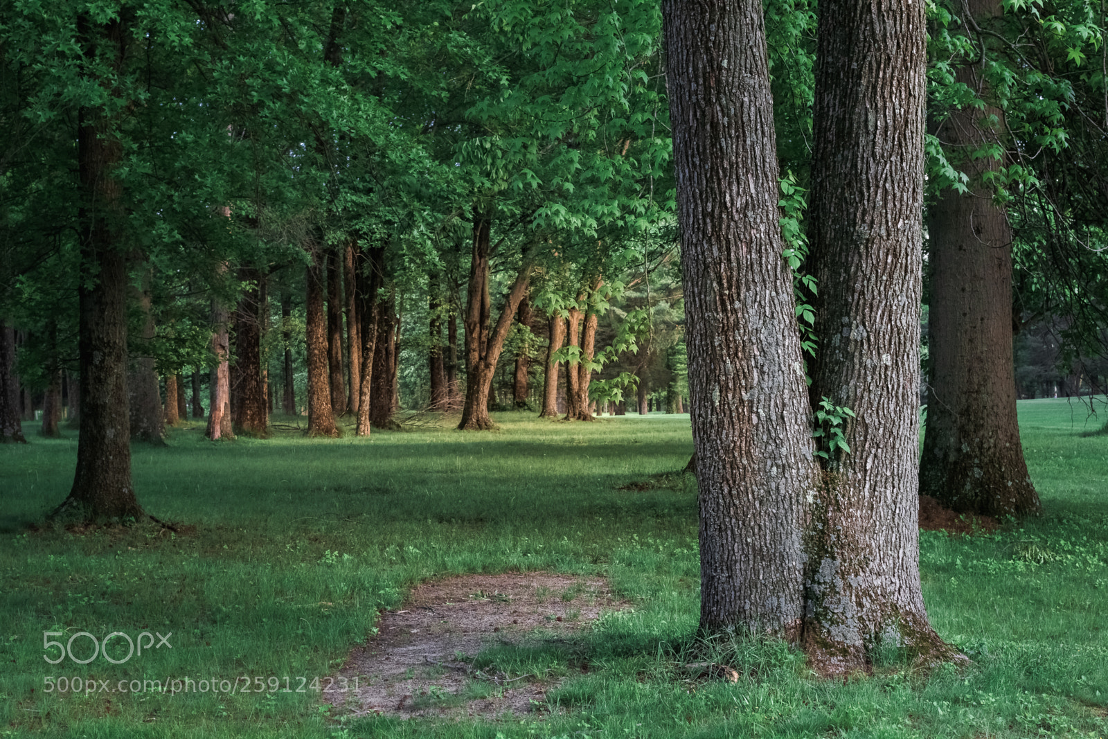 Canon EOS 60D sample photo. Double trunk photography