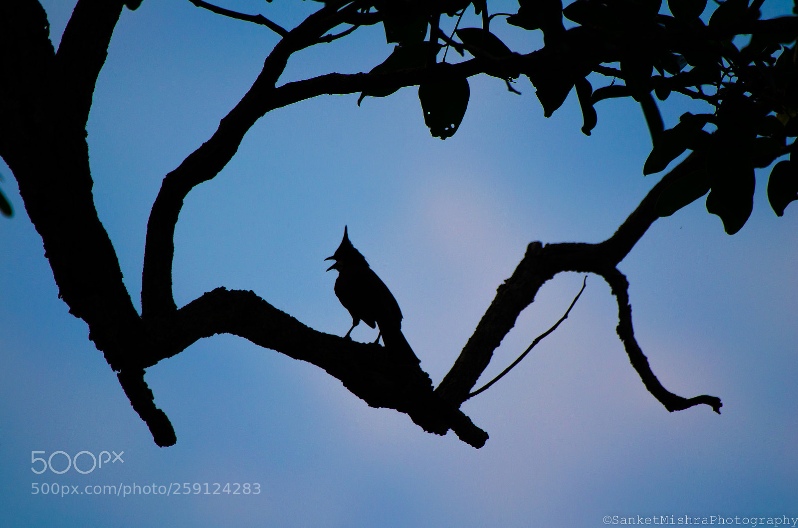 Nikon D5100 sample photo. Silhouette of a red-whiskered photography
